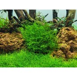 Leptodictyum riparium (stringy moss) in vitro