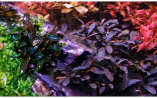 Plantes aquarium rouge
