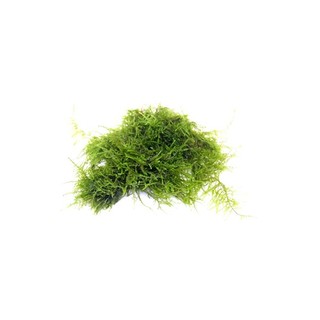 Vesicularia triangle moss en portion