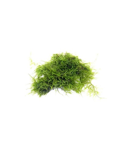 Vesicularia triangle moss en portion