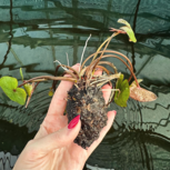 Nymphaea micrantha (purple/blue flower)