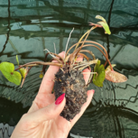 Nymphaea micrantha (medium, purple/blue flower)