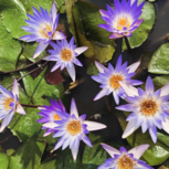 Nymphaea micrantha (medium, purple/blue flower)