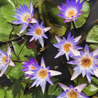 Nymphaea micrantha (purple/blue flower)