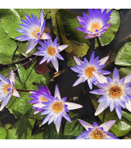 Nymphaea micrantha (purple/blue flower)
