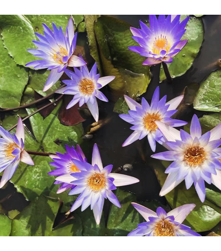 Nymphaea micrantha (medium, purple/blue flower)