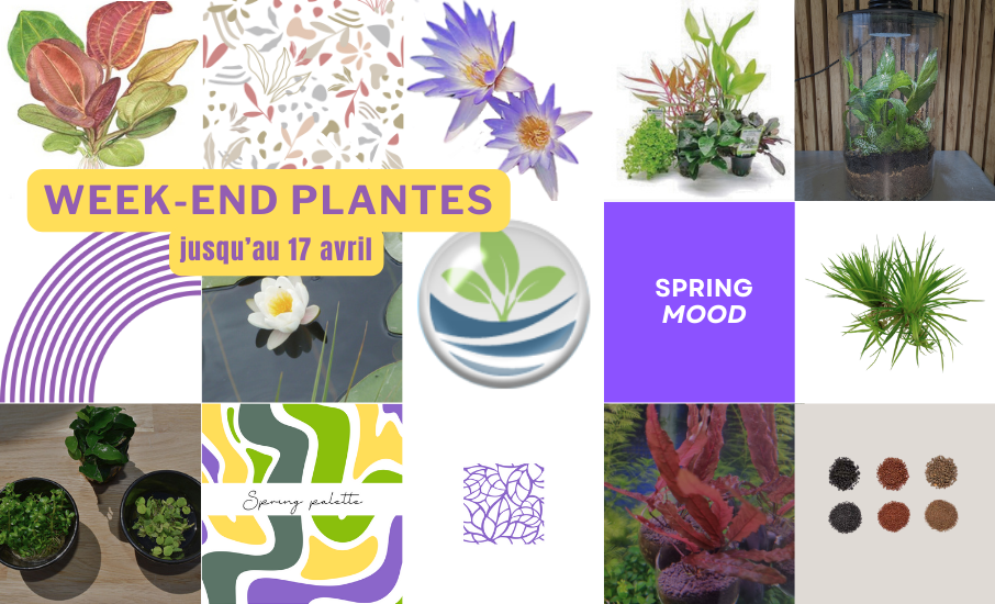 week-end plantes