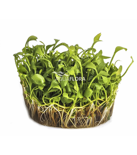 Marsilea angustifolia- in vitro