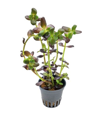 Bacopa salzmannii 'Purple' en pot