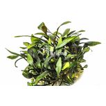 Cryptocoryne pygmaea  in vitro