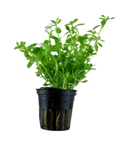 Bacopa Monnieri en pot