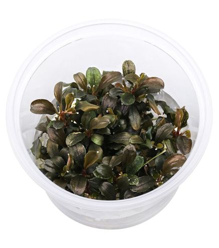 Bucephalandra sp. 'Theia Red' in vitro