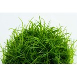 Eleocharis acicularis in vitro