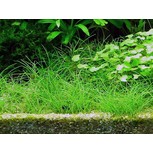 Eleocharis acicularis in vitro