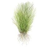 Eleocharis acicularis in vitro