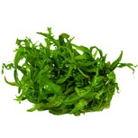 Hygrophila Odora in vitro