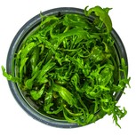 Hygrophila Odora in vitro
