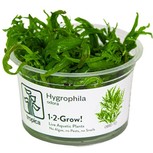 Hygrophila Odora in vitro