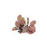 Lagenandra meeboldii 'Red' en pot