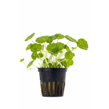 Hydrocotyle verticillata en pot