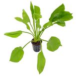 Echinodorus grisebachii 'Bleherae' en pot