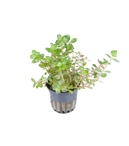 Rotala Rotundifolia en pot