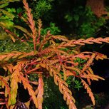 Hygrophila pinnatifida en pot