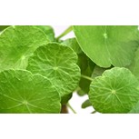 Hydrocotyle verticillata en pot