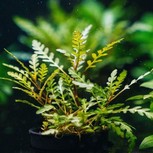 Hygrophila pinnatifida en pot