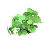 Hydrocotyle verticillata en pot