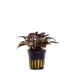 Lagenandra meeboldii 'Red' en pot