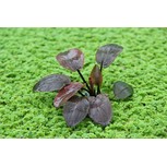 Lagenandra meeboldii 'Red' en pot