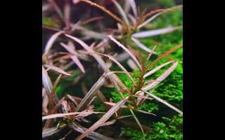 Hygrophila