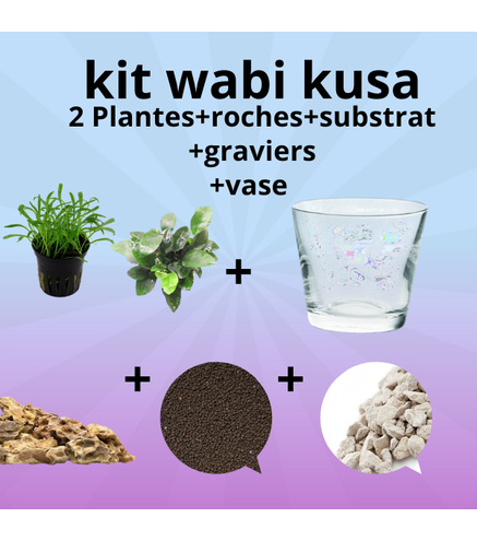 Kit Wabi-Kusa - vase+décor+ 2 plantes