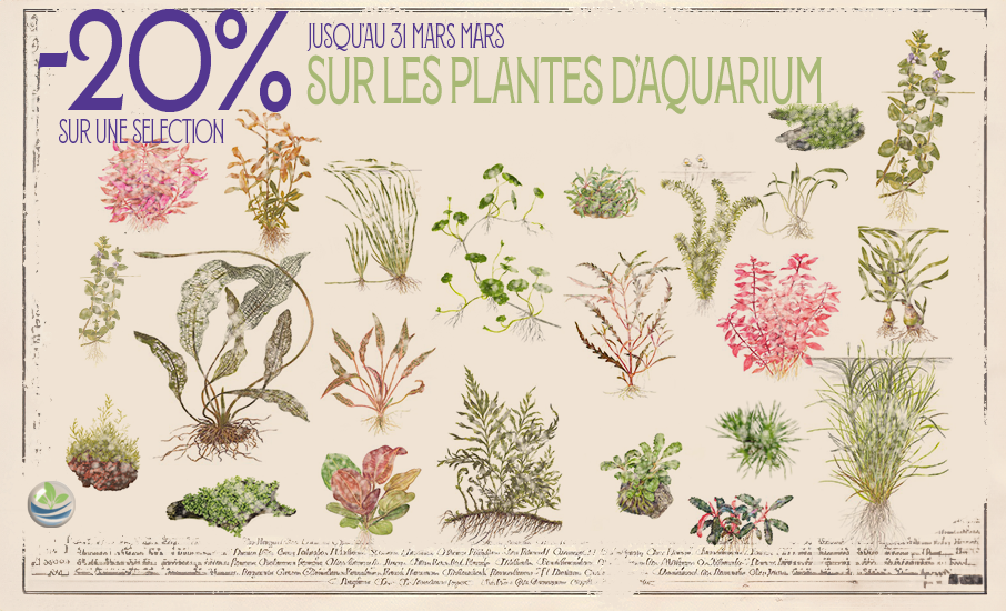 plante-aquarium-mars