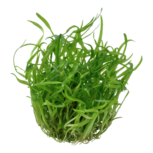 Sagittaria Subulata in vitro