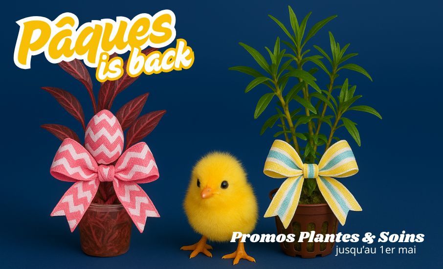 paques plantes et soins