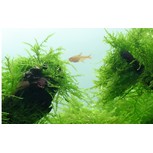 Taxiphyllum barbieri 'Bogor Moss' en portion