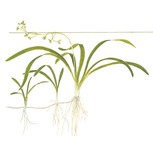 Sagittaria Subulata in vitro