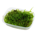 Taxiphyllum barbieri 'Bogor Moss' en portion