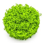 Micranthemum callitrichoides 'Cuba' in vitro