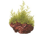 Taxiphyllum barbieri 'Bogor Moss' en portion