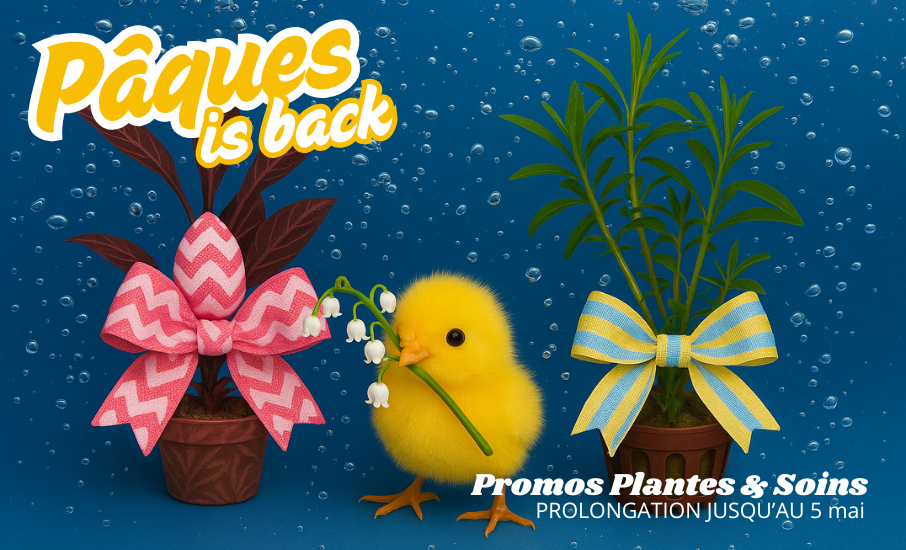 paques plantes et soins