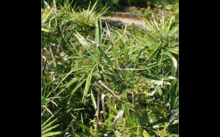 Cyperus et Papyrus : des plantes aquarium graphiques et tropicales