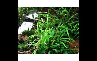Helanthium : une plante aquarium compacte et esthétique Helanthium : une plante aquarium compacte et esthétique