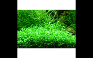 Glossostigma – Plante aquarium gazonnante et décorative