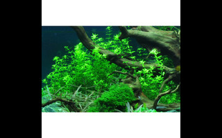 Hemianthus : la plante aquarium idéale pour un tapis vert luxuriant