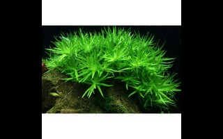Heteranthera : une plante aquarium lumineuse et vigoureuse