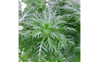 Hottonia : la plante aquarium au feuillage aérien et apaisant