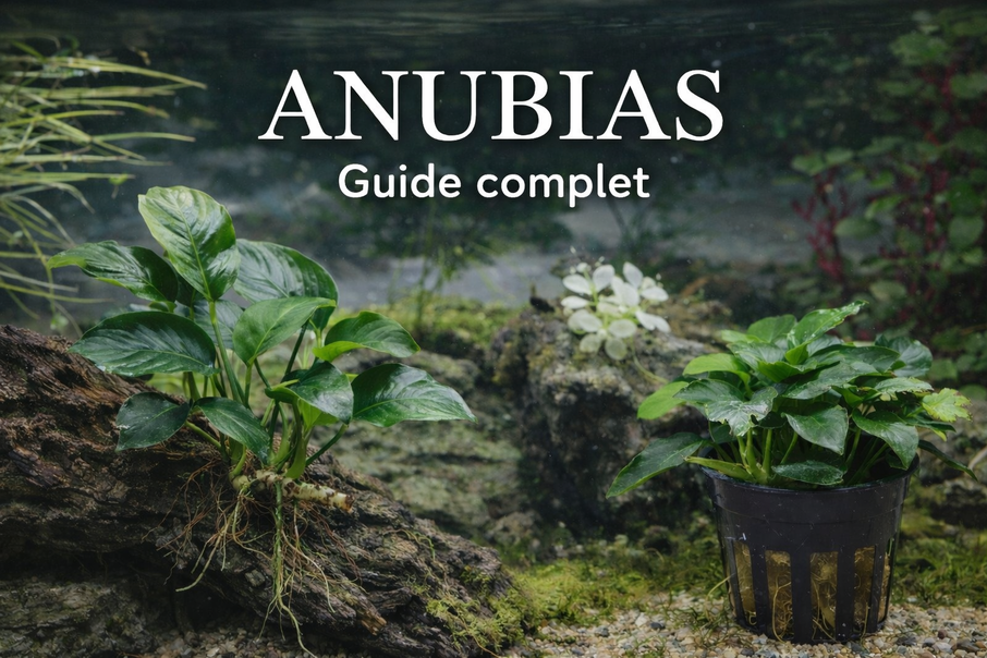 Anubias : guide complet , culture, variétés et entretien en aquarium